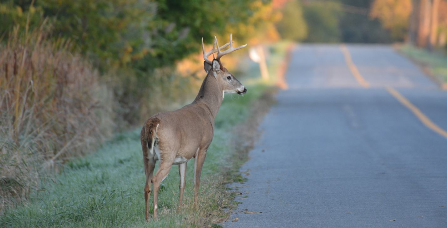 Deer standing next to the road