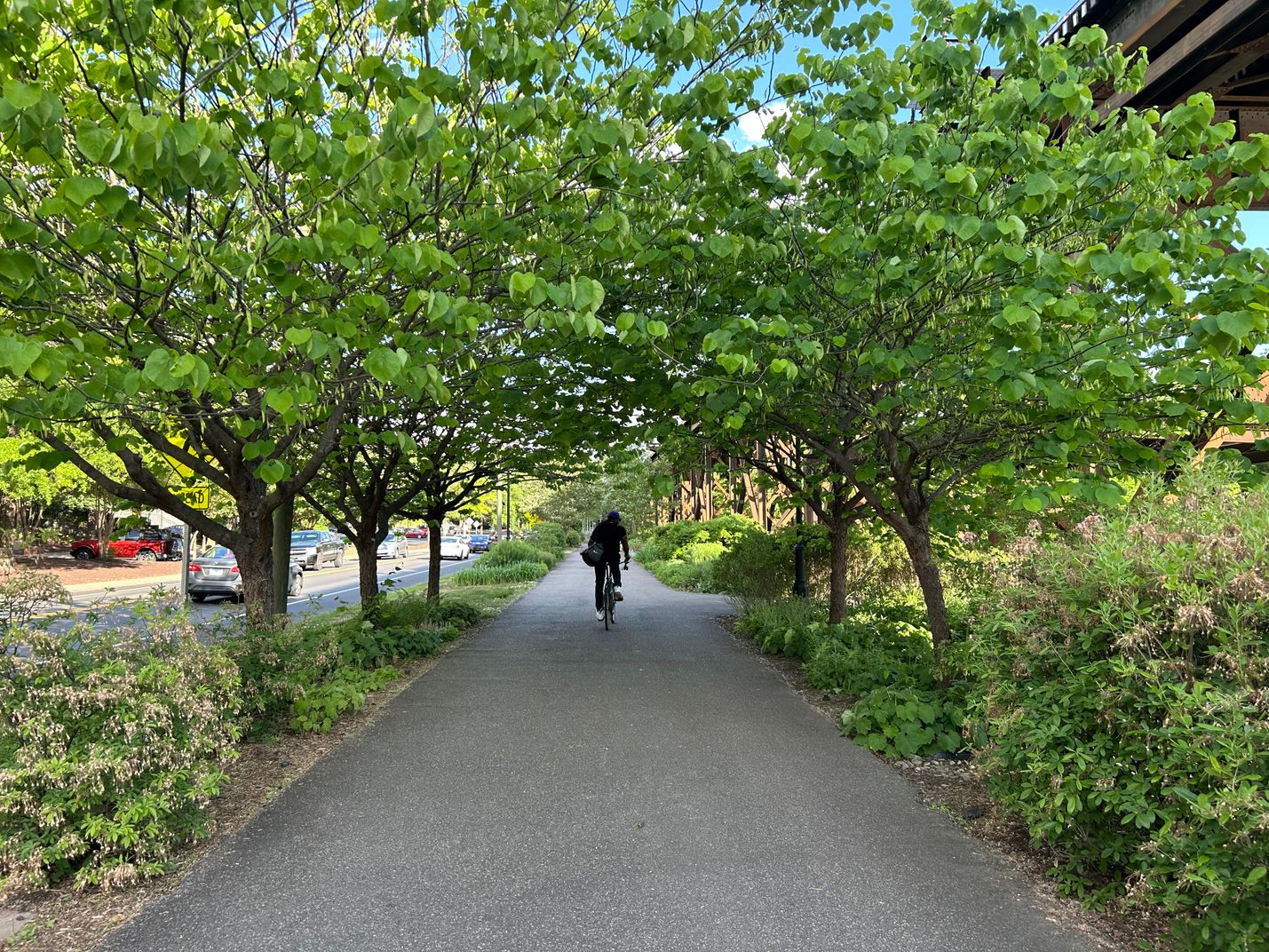 Bicyclist on a paved trail with a separate road being used by vehicles to the left of the bike and pedestrian trail