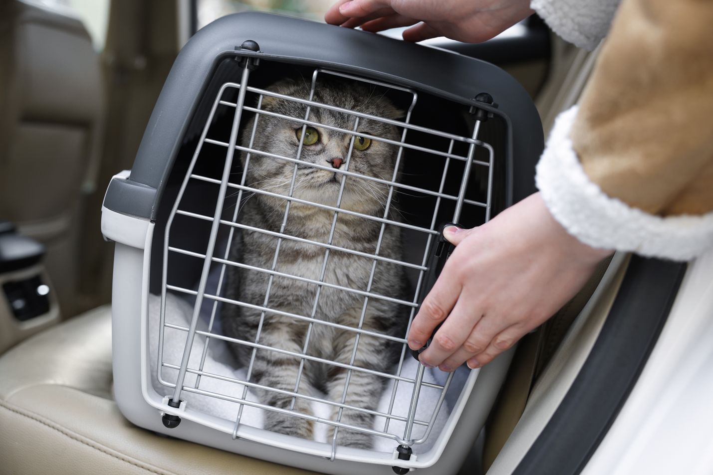 Emergency cat carrier 2025